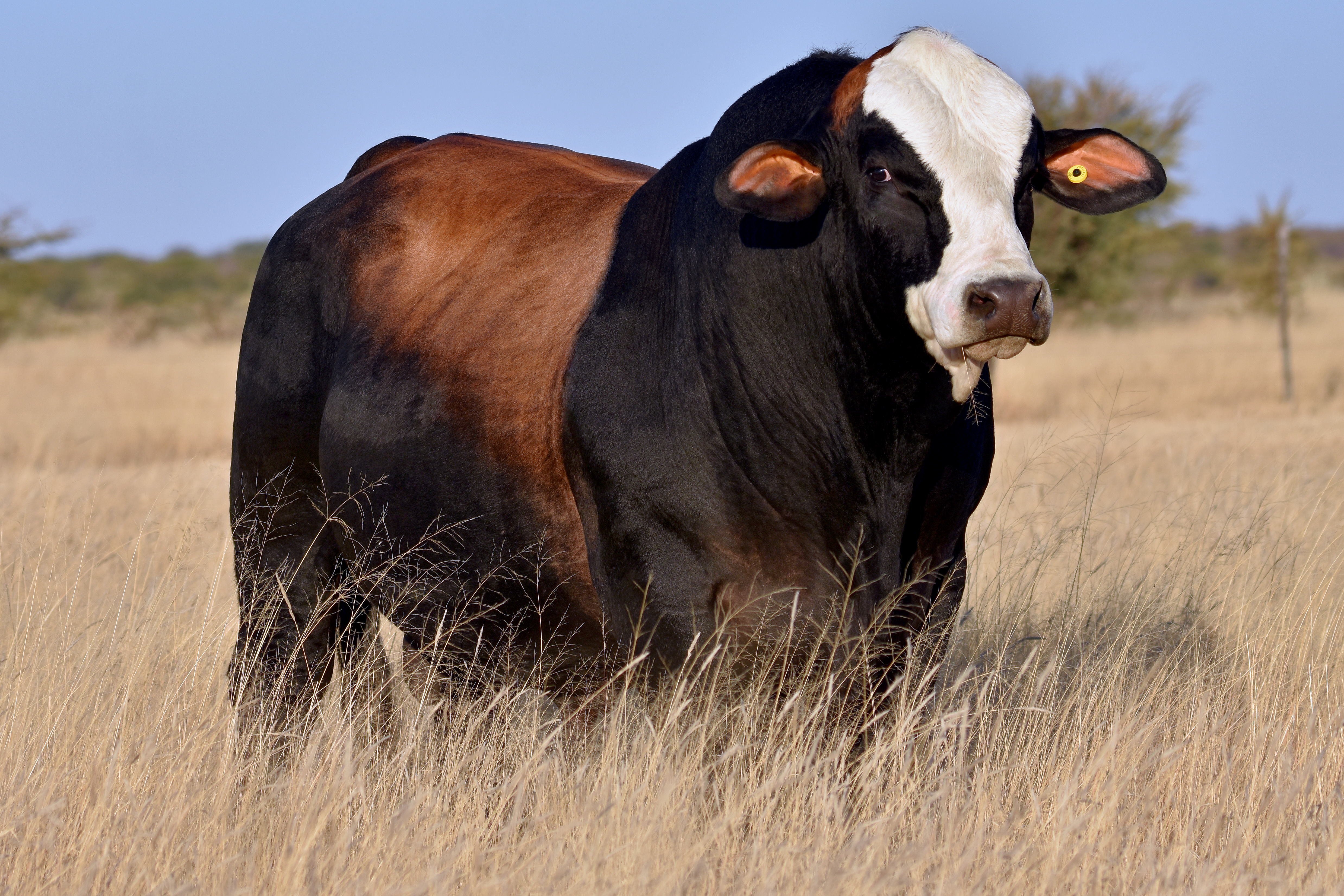 Semen Bank Cover Image